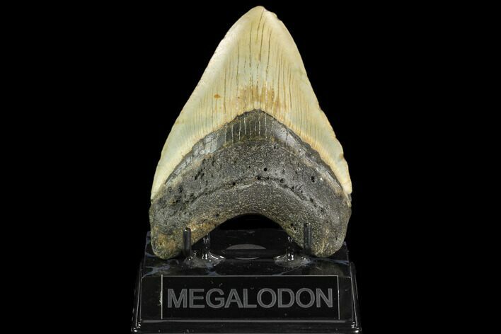 Fossil Megalodon Tooth - North Carolina #124680